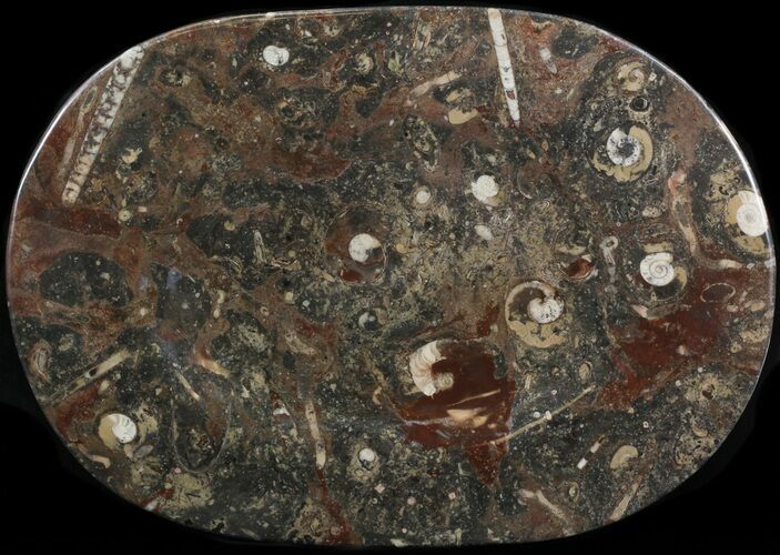 -/ Fossil Orthoceras & Goniatite Plate - Stoneware #40535